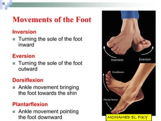 Movements of the Foot
Inversion
 Turning the sole of the foot
inward
Eversion
 Turning the sole of the foot
outward
Dorsiflexion
 Ankle movement bringing
the foot towards the shin
Plantarflexion
 Ankle movement pointing
the foot downward
 