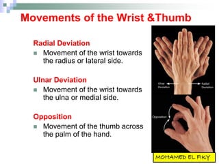 Movements of the Wrist &Thumb
Radial Deviation
 Movement of the wrist towards
the radius or lateral side.
Ulnar Deviation
 Movement of the wrist towards
the ulna or medial side.
Opposition
 Movement of the thumb across
the palm of the hand.
 