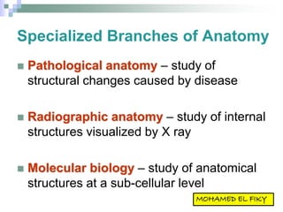 Specialized Branches of Anatomy
 Pathological anatomy – study of
structural changes caused by disease
 Radiographic anatomy – study of internal
structures visualized by X ray
 Molecular biology – study of anatomical
structures at a sub-cellular level
 