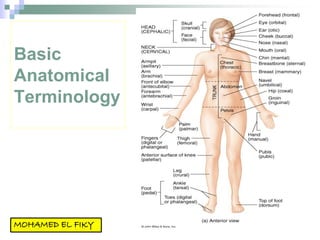 Basic
Anatomical
Terminology
 