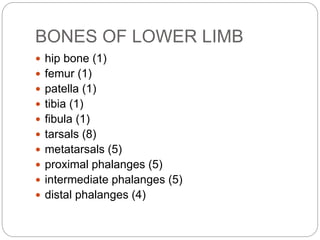 BONES OF LOWER LIMB
 hip bone (1)
 femur (1)
 patella (1)
 tibia (1)
 fibula (1)
 tarsals (8)
 metatarsals (5)
 proximal phalanges (5)
 intermediate phalanges (5)
 distal phalanges (4)
 