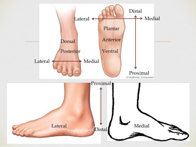 Introduction to anatomy 1