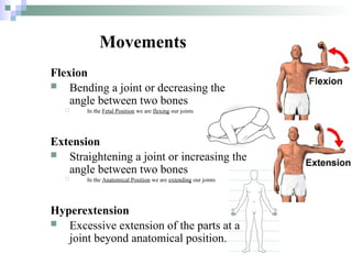 Comprehensive Introduction to Human Anatomy: Terminology, Planes, and ...