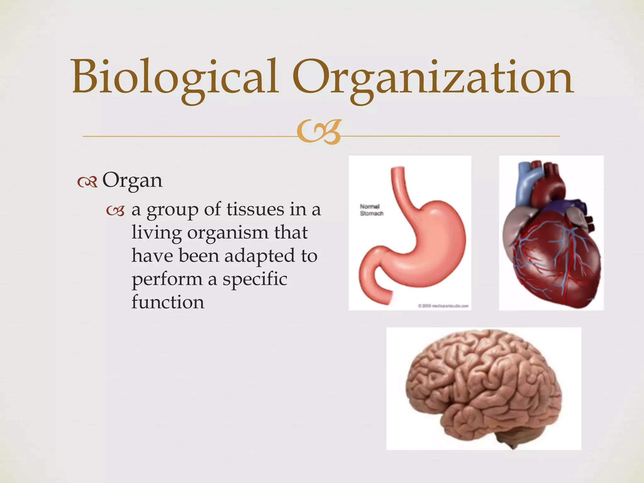 !
" Organ
! a group of tissues in a
living organism that
have been adapted to
perform a specific
function
Biological Organization
 