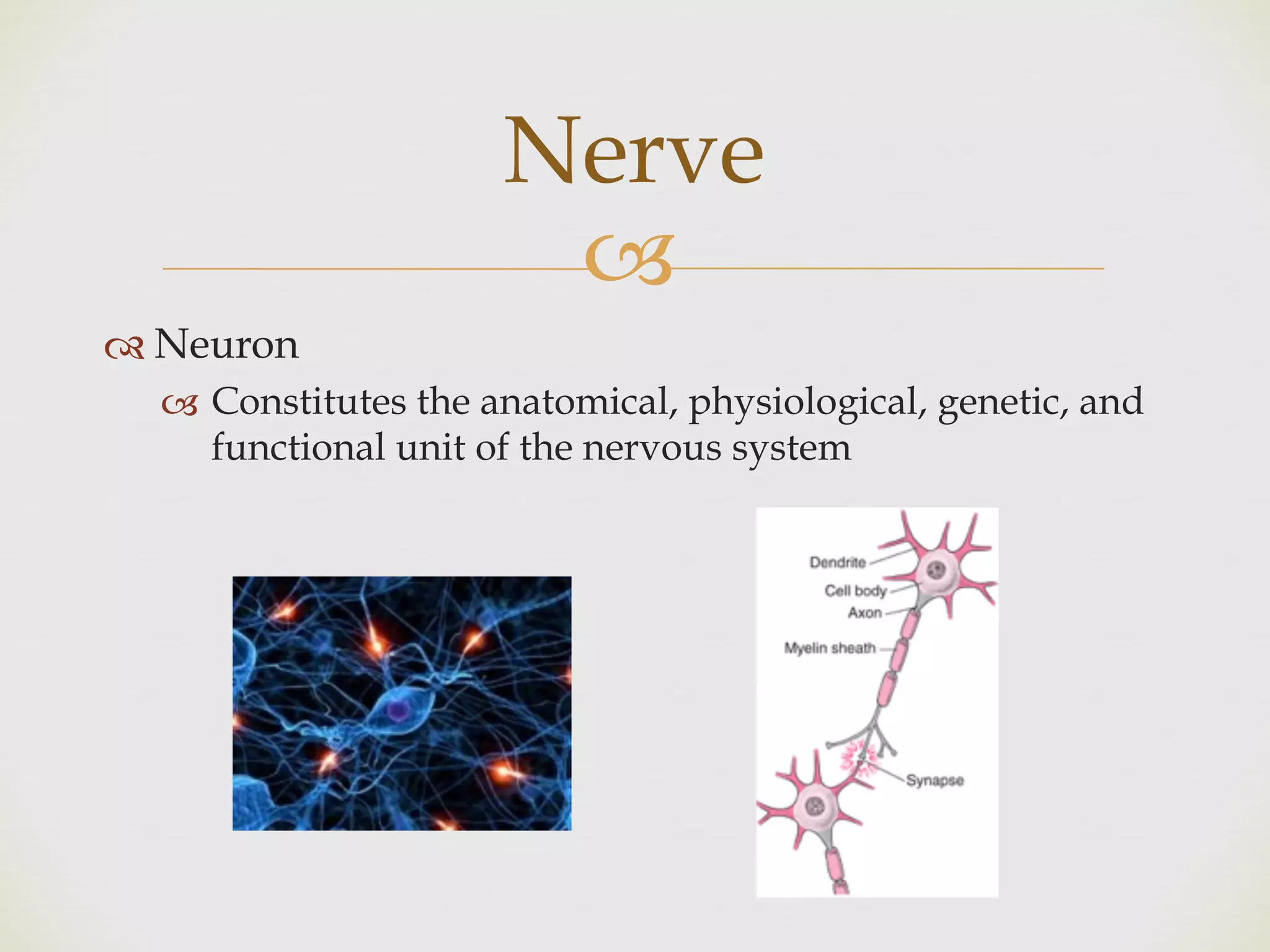 !
" Neuron
! Constitutes the anatomical, physiological, genetic, and
functional unit of the nervous system
Nerve
 