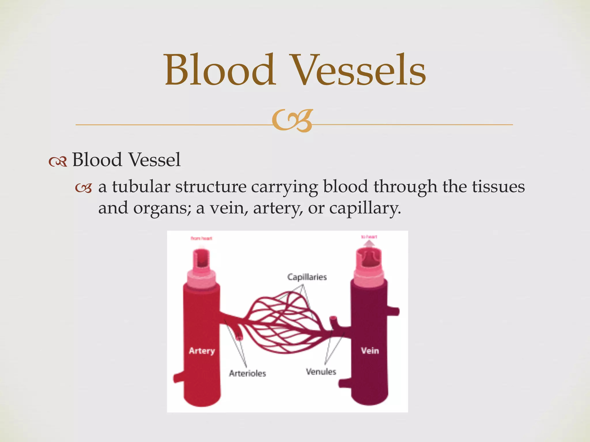 !
" Blood Vessel
! a tubular structure carrying blood through the tissues
and organs; a vein, artery, or capillary.
Blood Vessels
 