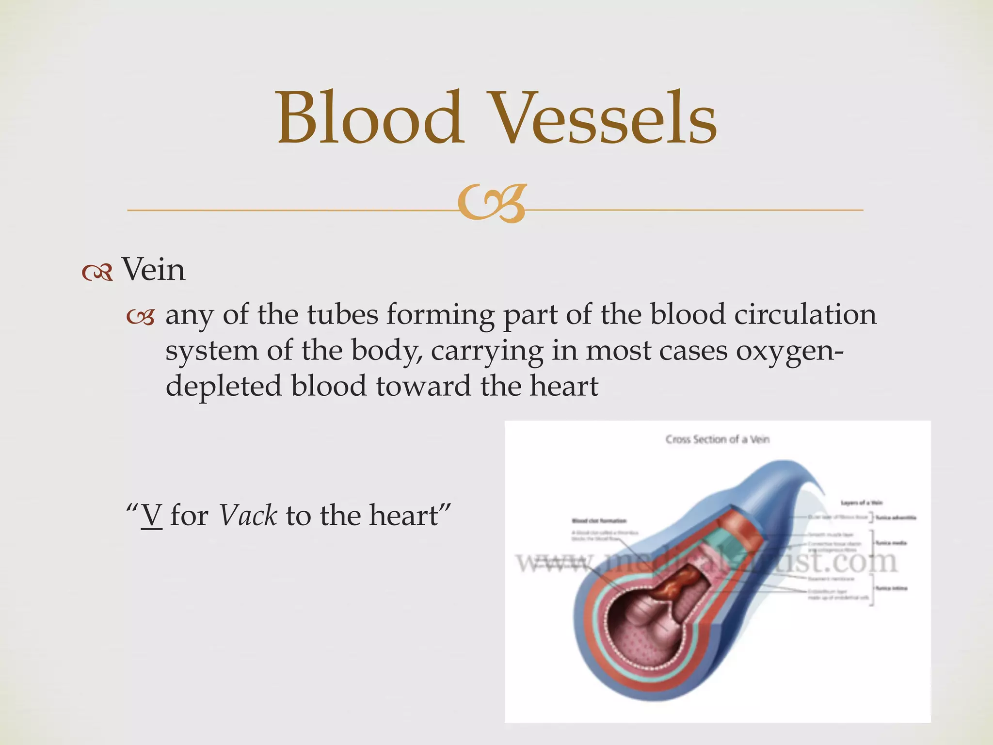 !
" Vein
! any of the tubes forming part of the blood circulation
system of the body, carrying in most cases oxygen-
depleted blood toward the heart
“V for Vack to the heart”
Blood Vessels
 