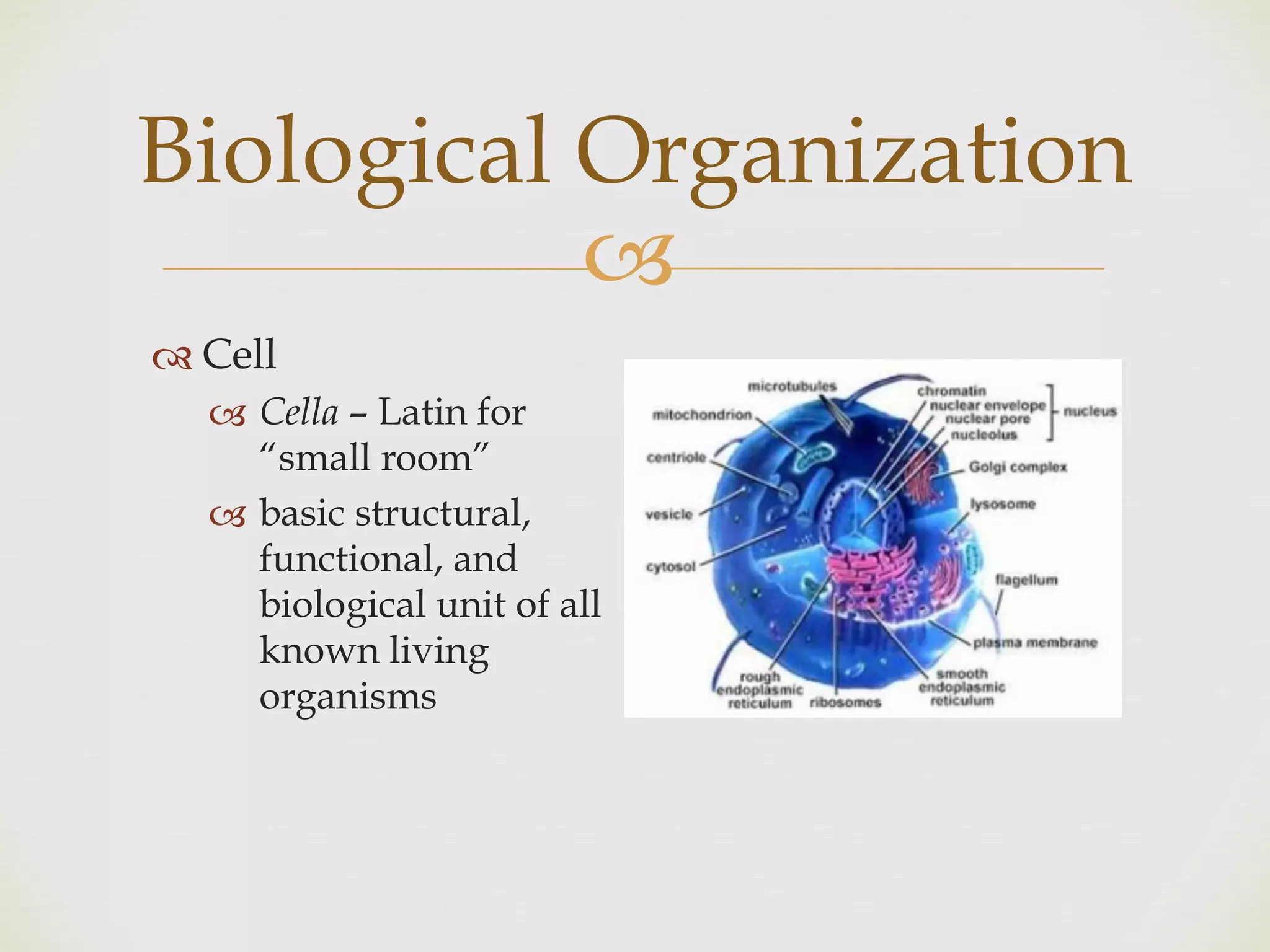 !
" Cell
! Cella – Latin for
“small room”
! basic structural,
functional, and
biological unit of all
known living
organisms
Biological Organization
 