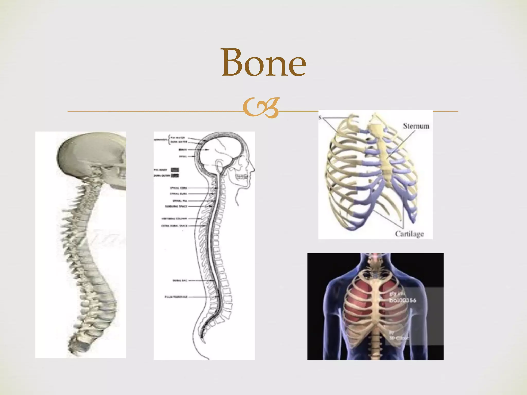 !
Bone
 