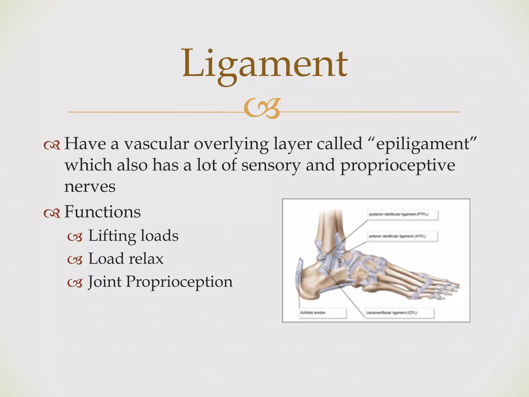 !
" Have a vascular overlying layer called “epiligament”
which also has a lot of sensory and proprioceptive
nerves
" Functions
! Lifting loads
! Load relax
! Joint Proprioception
Ligament
 