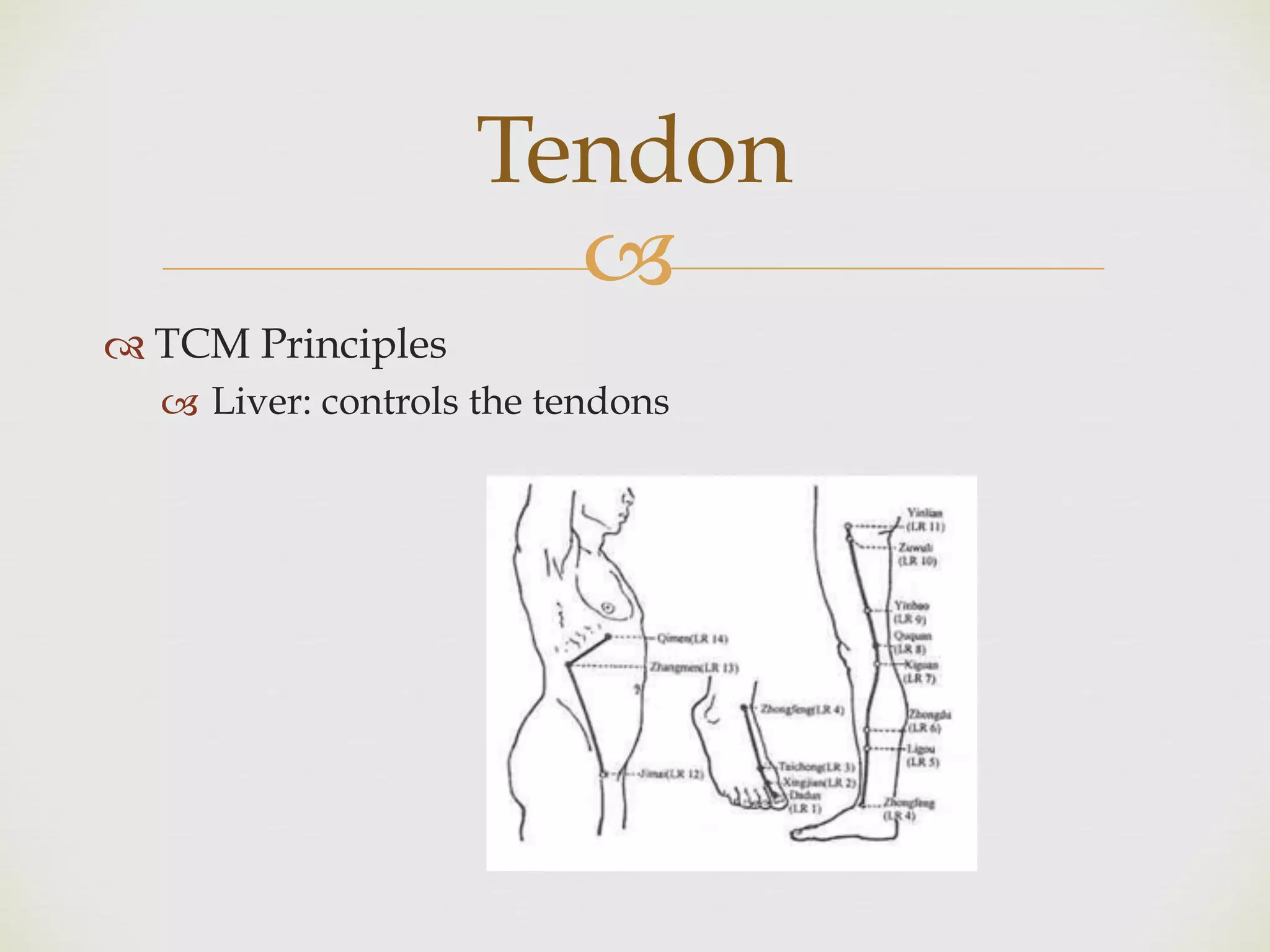 !
" TCM Principles
! Liver: controls the tendons
Tendon
 