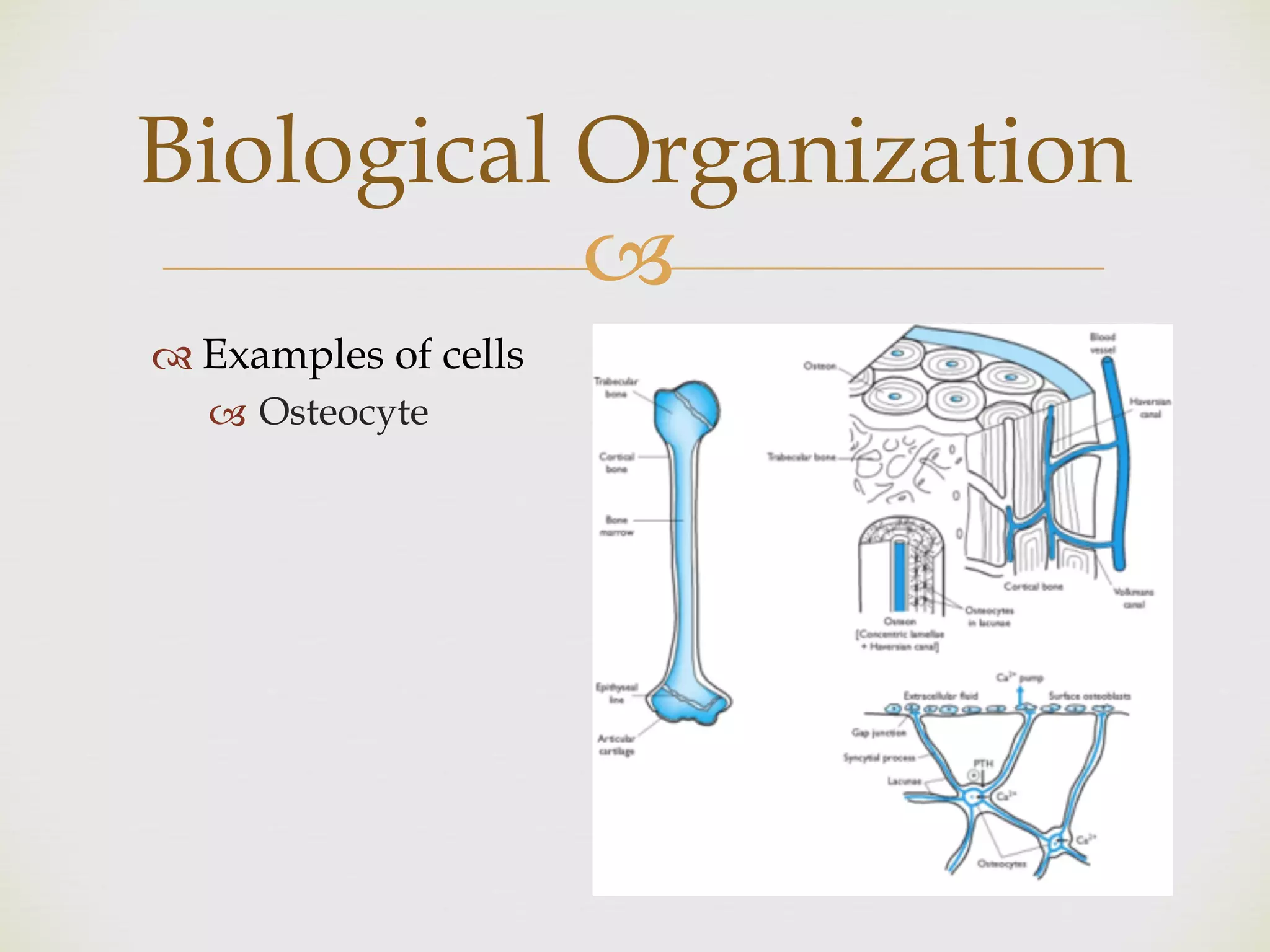 !
" Examples of cells
! Osteocyte
Biological Organization
 