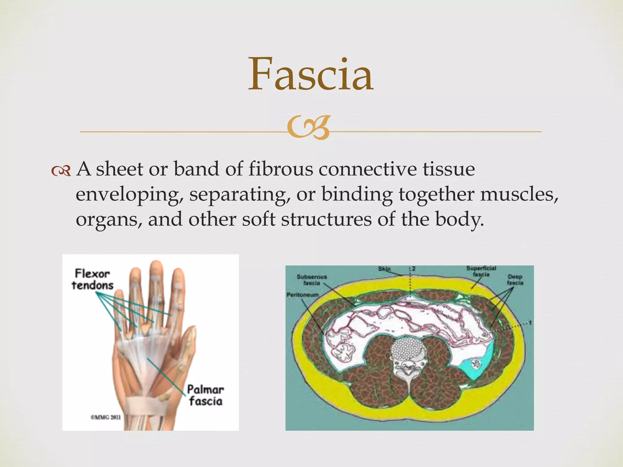 !
" A sheet or band of fibrous connective tissue
enveloping, separating, or binding together muscles,
organs, and other soft structures of the body.
Fascia
 