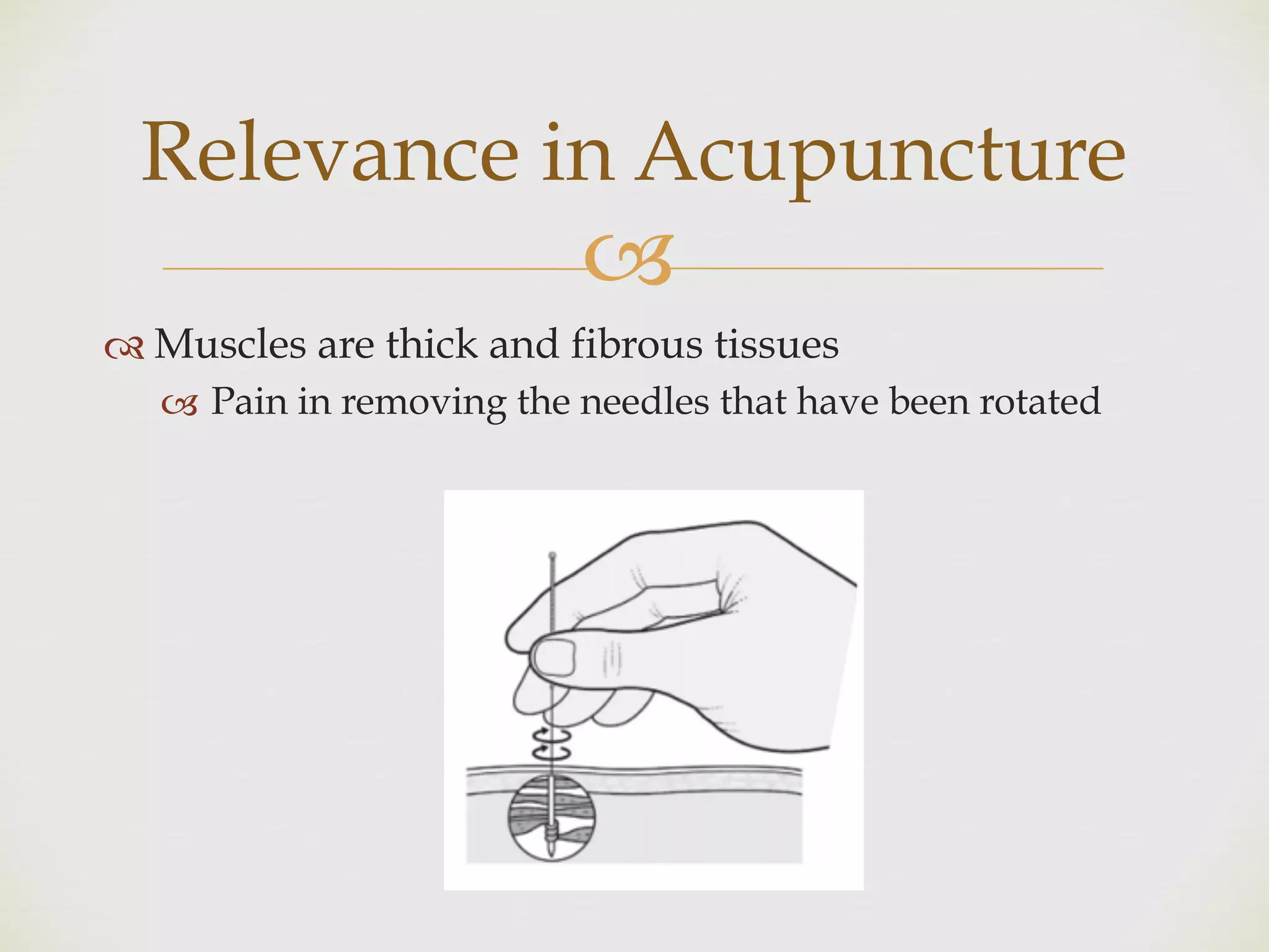 !
" Muscles are thick and fibrous tissues
! Pain in removing the needles that have been rotated
Relevance in Acupuncture
 