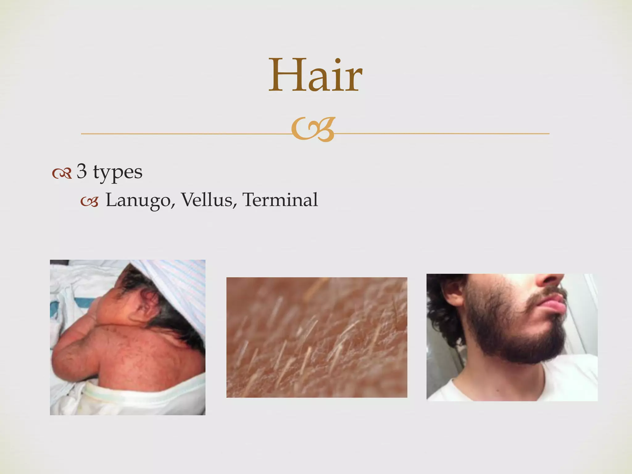 !
" 3 types
! Lanugo, Vellus, Terminal
Hair
 