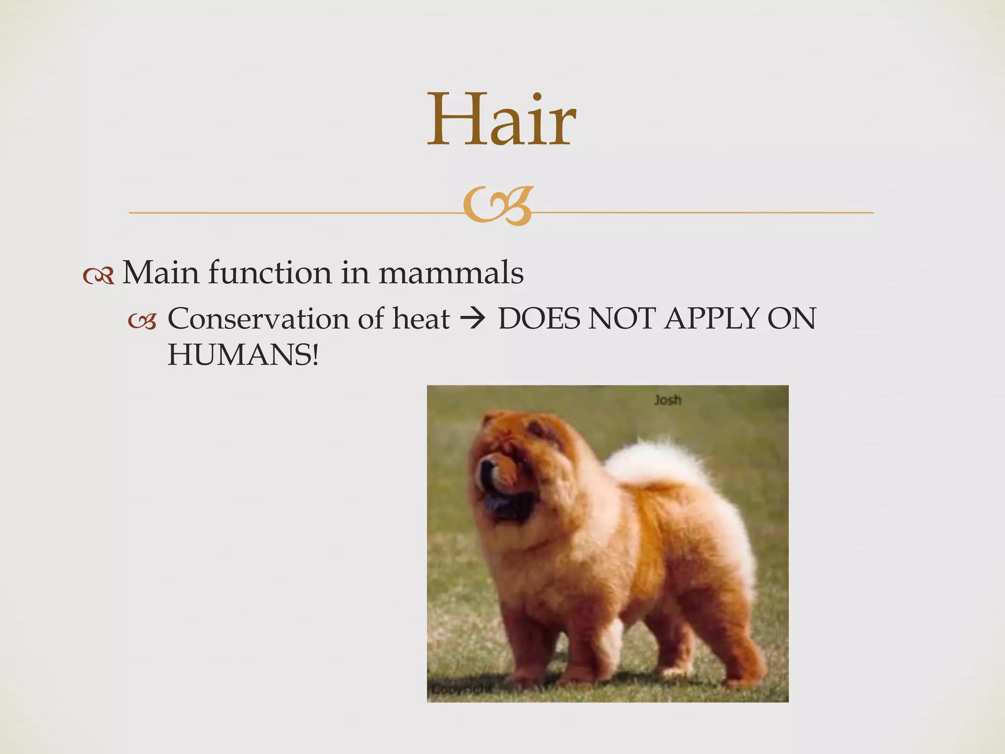 !
" Main function in mammals
! Conservation of heat # DOES NOT APPLY ON
HUMANS!
Hair
 