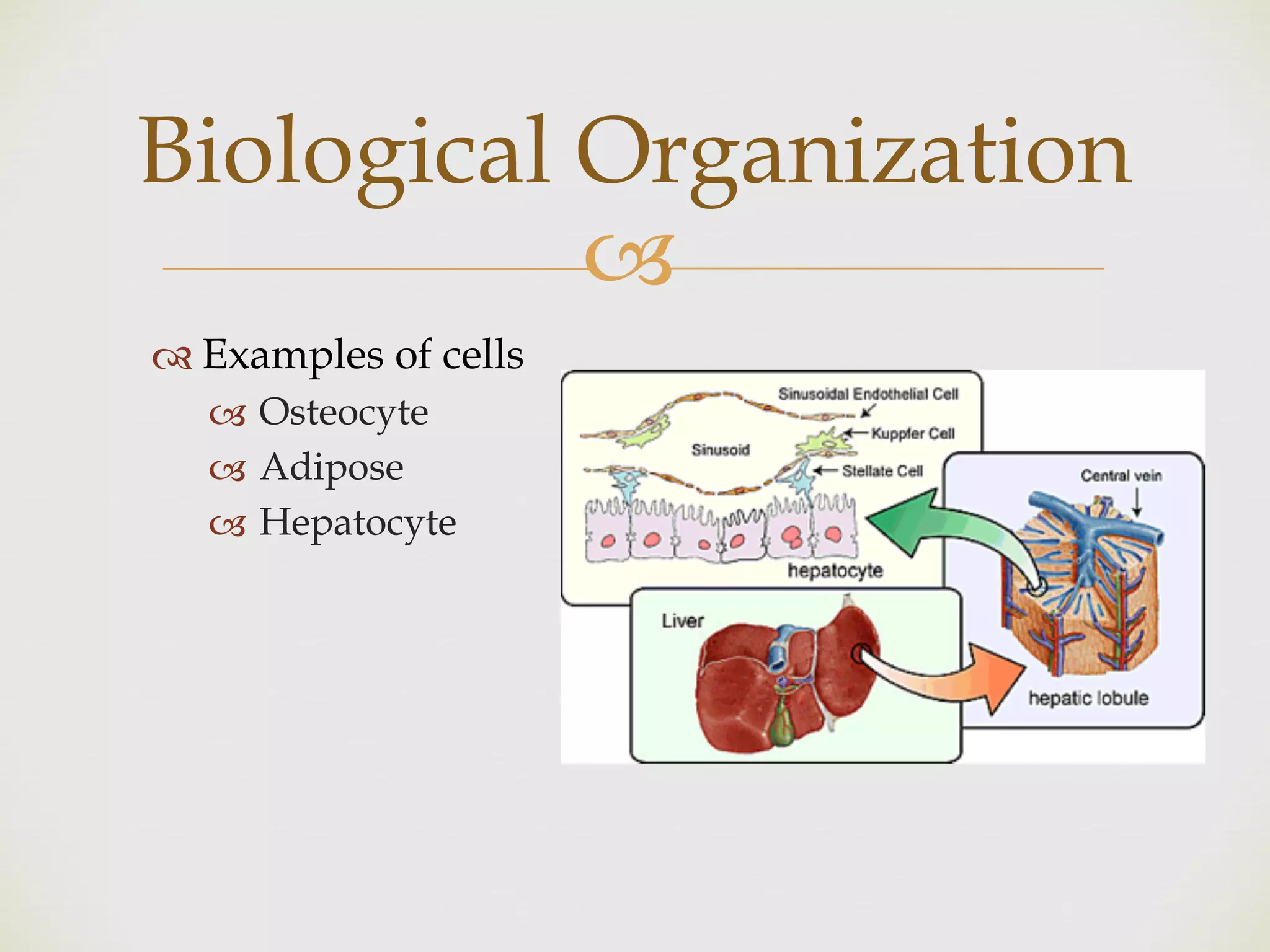 !
" Examples of cells
! Osteocyte
! Adipose
! Hepatocyte
Biological Organization
 