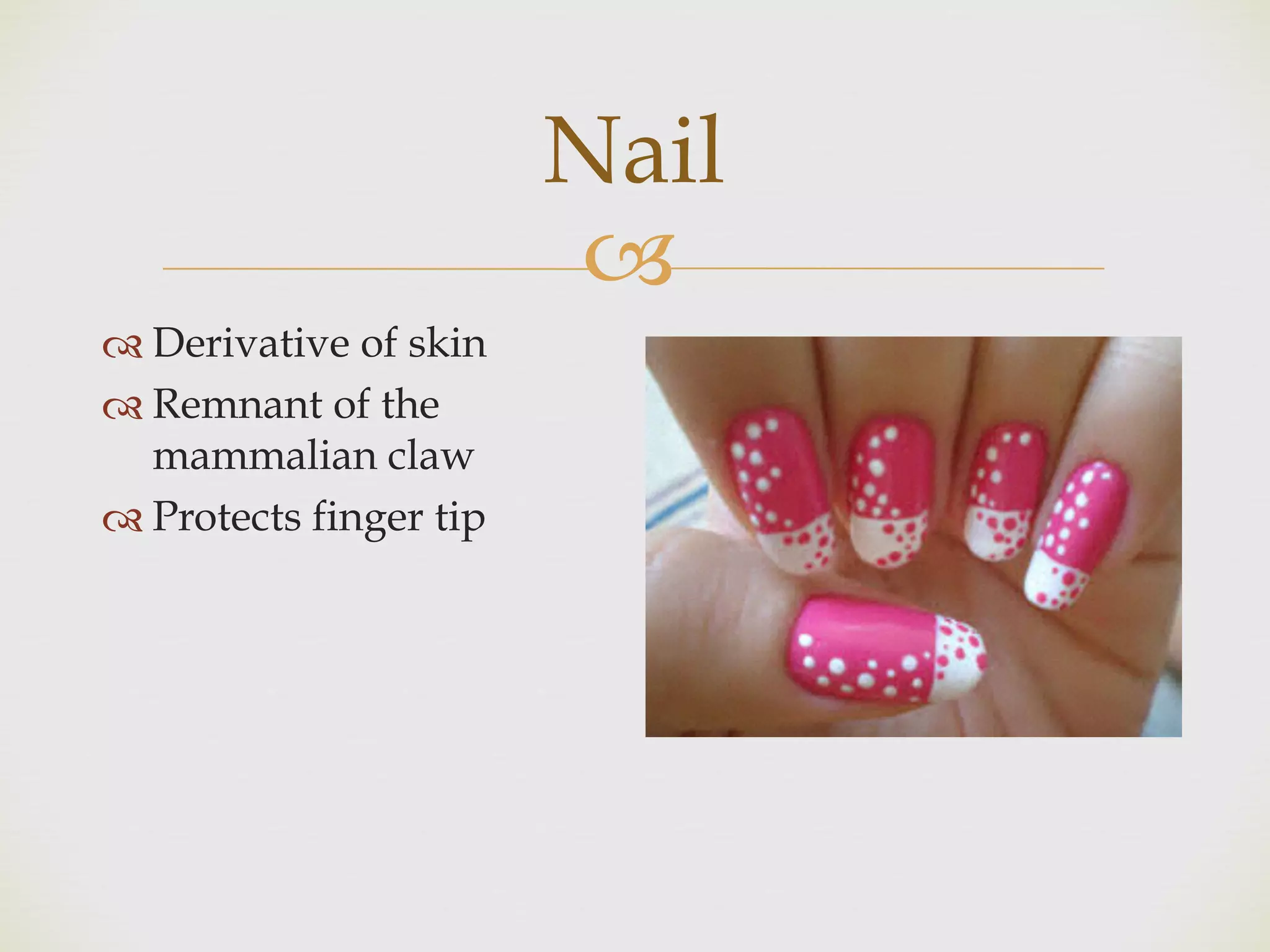 !
Nail
" Derivative of skin
" Remnant of the
mammalian claw
" Protects finger tip
 