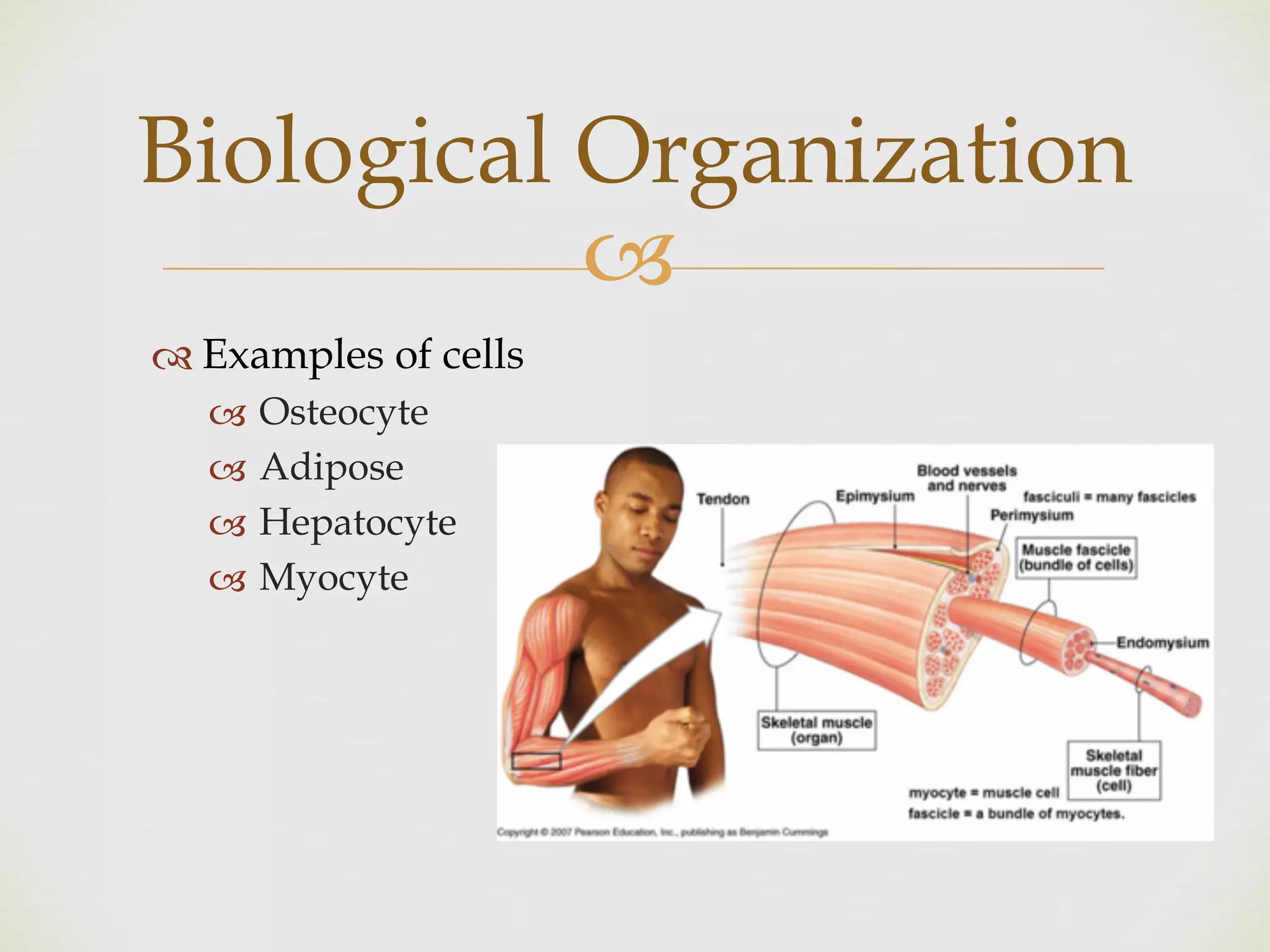 !
" Examples of cells
! Osteocyte
! Adipose
! Hepatocyte
! Myocyte
Biological Organization
 