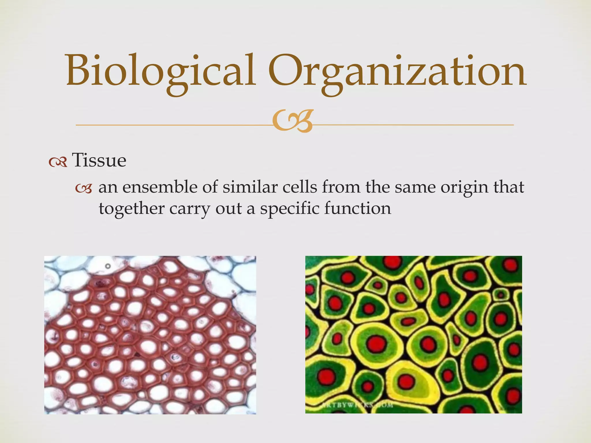 !
" Tissue
! an ensemble of similar cells from the same origin that
together carry out a specific function
Biological Organization
 