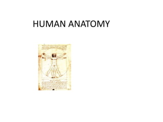 HUMAN ANATOMY
 