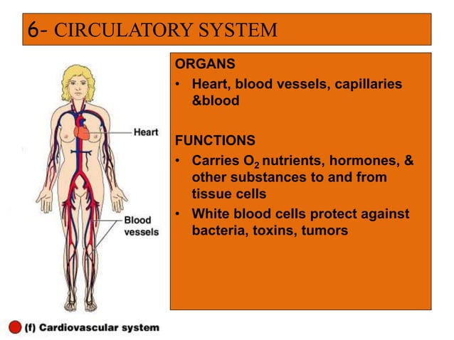 introduction to anatomy and physiology | PPT