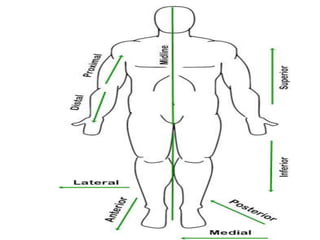 introduction to anatomy and physiology | PPT