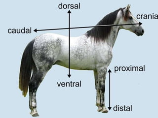 introduction to anatomy and physiology | PPT
