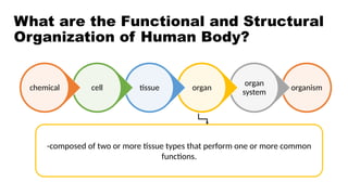 INTRODUCTION TO ANATOMY AND PHYSIOLOGY.pptx