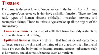 Comprehensive Introduction to Human Anatomy and Physiology: Structure ...