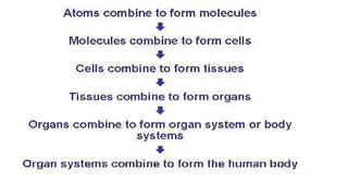 Comprehensive Introduction to Human Anatomy and Physiology: Structure ...