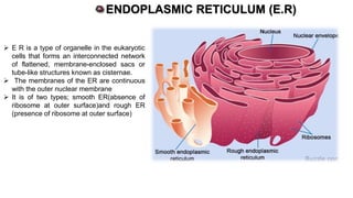 Introduction to Anatomy and Physiology 01.pdf