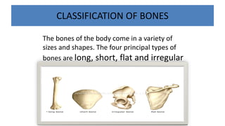Introduction to Anatomy and Physiology 02.pdf