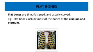 Introduction to Anatomy and Physiology 02.pdf