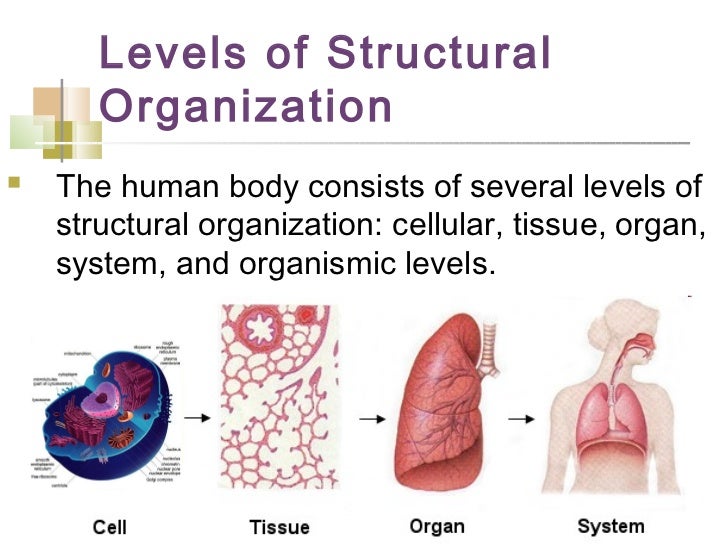 Introduction to anatomy & physiology2