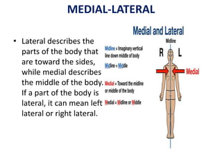 INTRODUCTION TO ANATOMY sun.pptx