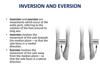 INTRODUCTION TO ANATOMY sun.pptx