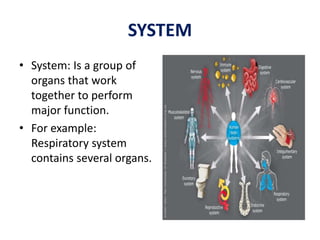 SYSTEM
• System: Is a group of
organs that work
together to perform
major function.
• For example:
Respiratory system
cont...