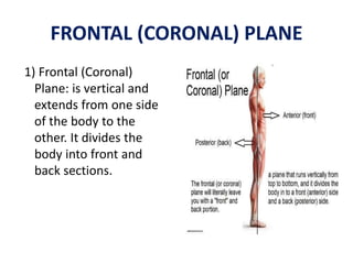 TRANSVERSE (HORIZONTAL) PLANE
3) Transverse
(Horizontal) Plane: is
horizontal and divides
the body into upper and
lower se...