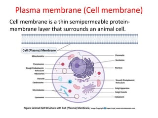 Plasma membrane (Cell membrane)
Cell membrane is a thin semipermeable protein-
membrane layer that surrounds an animal cell.
 