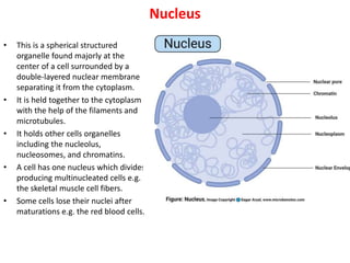Nucleus
• This is a spherical structured
organelle found majorly at the
center of a cell surrounded by a
double-layered nuclear membrane
separating it from the cytoplasm.
• It is held together to the cytoplasm
with the help of the filaments and
microtubules.
• It holds other cells organelles
including the nucleolus,
nucleosomes, and chromatins.
• A cell has one nucleus which divides
producing multinucleated cells e.g.
the skeletal muscle cell fibers.
• Some cells lose their nuclei after
maturations e.g. the red blood cells.
 