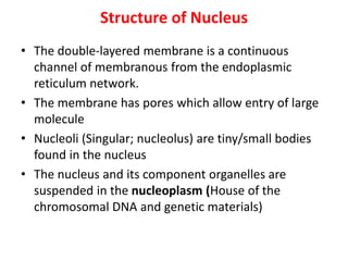 Structure of Nucleus
• The double-layered membrane is a continuous
channel of membranous from the endoplasmic
reticulum network.
• The membrane has pores which allow entry of large
molecule
• Nucleoli (Singular; nucleolus) are tiny/small bodies
found in the nucleus
• The nucleus and its component organelles are
suspended in the nucleoplasm (House of the
chromosomal DNA and genetic materials)
 