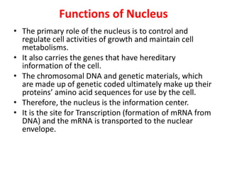 Functions of Nucleus
• The primary role of the nucleus is to control and
regulate cell activities of growth and maintain cell
metabolisms.
• It also carries the genes that have hereditary
information of the cell.
• The chromosomal DNA and genetic materials, which
are made up of genetic coded ultimately make up their
proteins’ amino acid sequences for use by the cell.
• Therefore, the nucleus is the information center.
• It is the site for Transcription (formation of mRNA from
DNA) and the mRNA is transported to the nuclear
envelope.
 