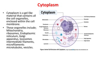 Cytoplasm
• Cytoplasm is a gel-like
material that contains all
the cell organelles,
enclosed within the cell
membrane.
• These organelles include;
Mitochondria,
ribosomes, Endoplasmic
reticulum, Golgi
apparatus, lysosomes
intermediate filaments,
microfilaments
microtubules, vesicles.
 