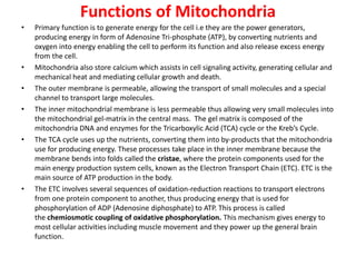 Functions of Mitochondria
• Primary function is to generate energy for the cell i.e they are the power generators,
producing energy in form of Adenosine Tri-phosphate (ATP), by converting nutrients and
oxygen into energy enabling the cell to perform its function and also release excess energy
from the cell.
• Mitochondria also store calcium which assists in cell signaling activity, generating cellular and
mechanical heat and mediating cellular growth and death.
• The outer membrane is permeable, allowing the transport of small molecules and a special
channel to transport large molecules.
• The inner mitochondrial membrane is less permeable thus allowing very small molecules into
the mitochondrial gel-matrix in the central mass. The gel matrix is composed of the
mitochondria DNA and enzymes for the Tricarboxylic Acid (TCA) cycle or the Kreb’s Cycle.
• The TCA cycle uses up the nutrients, converting them into by-products that the mitochondria
use for producing energy. These processes take place in the inner membrane because the
membrane bends into folds called the cristae, where the protein components used for the
main energy production system cells, known as the Electron Transport Chain (ETC). ETC is the
main source of ATP production in the body.
• The ETC involves several sequences of oxidation-reduction reactions to transport electrons
from one protein component to another, thus producing energy that is used for
phosphorylation of ADP (Adenosine diphosphate) to ATP. This process is called
the chemiosmotic coupling of oxidative phosphorylation. This mechanism gives energy to
most cellular activities including muscle movement and they power up the general brain
function.
 