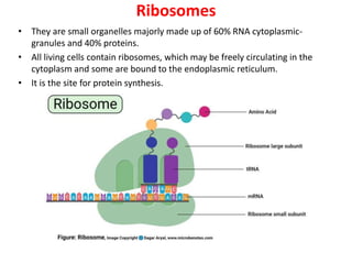 Ribosomes
• They are small organelles majorly made up of 60% RNA cytoplasmic-
granules and 40% proteins.
• All living cells contain ribosomes, which may be freely circulating in the
cytoplasm and some are bound to the endoplasmic reticulum.
• It is the site for protein synthesis.
 