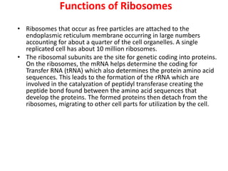 Functions of Ribosomes
• Ribosomes that occur as free particles are attached to the
endoplasmic reticulum membrane occurring in large numbers
accounting for about a quarter of the cell organelles. A single
replicated cell has about 10 million ribosomes.
• The ribosomal subunits are the site for genetic coding into proteins.
On the ribosomes, the mRNA helps determine the coding for
Transfer RNA (tRNA) which also determines the protein amino acid
sequences. This leads to the formation of the rRNA which are
involved in the catalyzation of peptidyl transferase creating the
peptide bond found between the amino acid sequences that
develop the proteins. The formed proteins then detach from the
ribosomes, migrating to other cell parts for utilization by the cell.
 