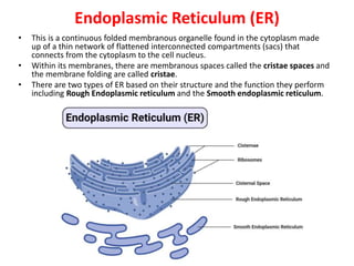 Endoplasmic Reticulum (ER)
• This is a continuous folded membranous organelle found in the cytoplasm made
up of a thin network of flattened interconnected compartments (sacs) that
connects from the cytoplasm to the cell nucleus.
• Within its membranes, there are membranous spaces called the cristae spaces and
the membrane folding are called cristae.
• There are two types of ER based on their structure and the function they perform
including Rough Endoplasmic reticulum and the Smooth endoplasmic reticulum.
 