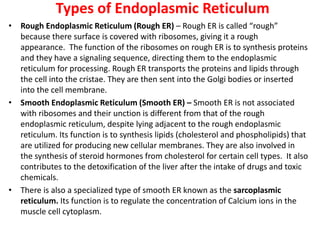 Types of Endoplasmic Reticulum
• Rough Endoplasmic Reticulum (Rough ER) – Rough ER is called “rough”
because there surface is covered with ribosomes, giving it a rough
appearance. The function of the ribosomes on rough ER is to synthesis proteins
and they have a signaling sequence, directing them to the endoplasmic
reticulum for processing. Rough ER transports the proteins and lipids through
the cell into the cristae. They are then sent into the Golgi bodies or inserted
into the cell membrane.
• Smooth Endoplasmic Reticulum (Smooth ER) – Smooth ER is not associated
with ribosomes and their unction is different from that of the rough
endoplasmic reticulum, despite lying adjacent to the rough endoplasmic
reticulum. Its function is to synthesis lipids (cholesterol and phospholipids) that
are utilized for producing new cellular membranes. They are also involved in
the synthesis of steroid hormones from cholesterol for certain cell types. It also
contributes to the detoxification of the liver after the intake of drugs and toxic
chemicals.
• There is also a specialized type of smooth ER known as the sarcoplasmic
reticulum. Its function is to regulate the concentration of Calcium ions in the
muscle cell cytoplasm.
 