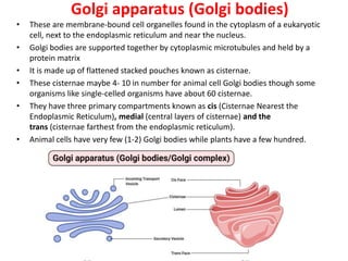 Golgi apparatus (Golgi bodies)
• These are membrane-bound cell organelles found in the cytoplasm of a eukaryotic
cell, next to the endoplasmic reticulum and near the nucleus.
• Golgi bodies are supported together by cytoplasmic microtubules and held by a
protein matrix
• It is made up of flattened stacked pouches known as cisternae.
• These cisternae maybe 4- 10 in number for animal cell Golgi bodies though some
organisms like single-celled organisms have about 60 cisternae.
• They have three primary compartments known as cis (Cisternae Nearest the
Endoplasmic Reticulum), medial (central layers of cisternae) and the
trans (cisternae farthest from the endoplasmic reticulum).
• Animal cells have very few (1-2) Golgi bodies while plants have a few hundred.
 